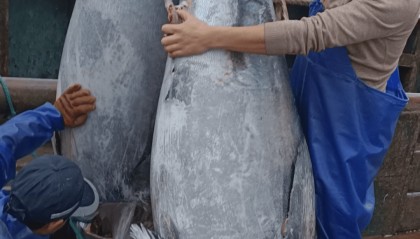 市值超10万！浙江渔民捕获2条“巨无霸”金枪鱼，已运抵台州