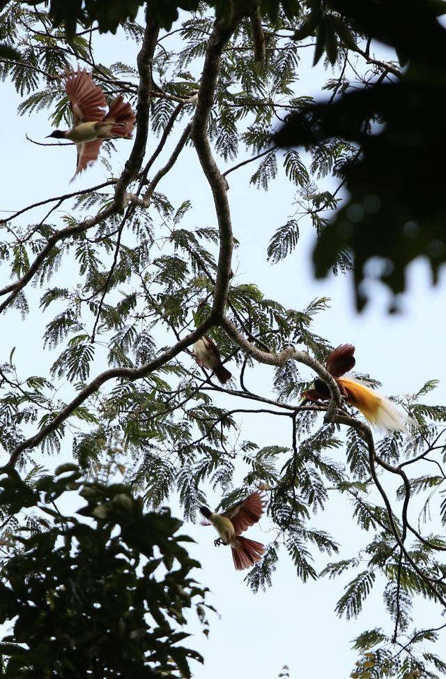 寻羽天堂：巴布亚雨林秘境